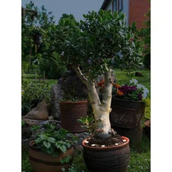 Pieu De Terre Eglo Spinetoli Led Transparent, 6 Lumieres