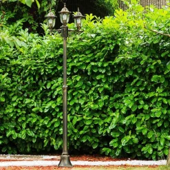 Reverbere Ribadeo Noir Dore, 3 Lumieres